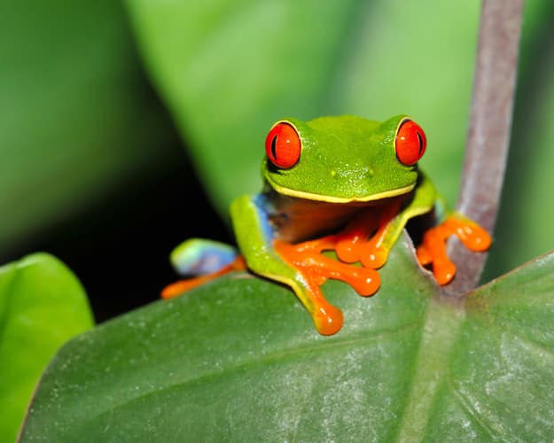 Image -  Pura Vida w/ Guanacaste Fly & Drive