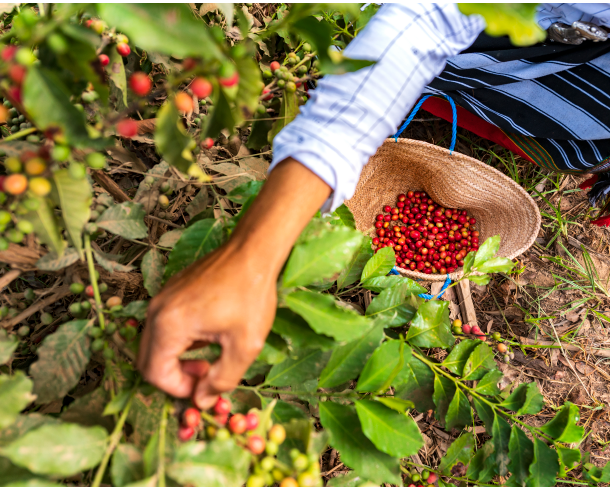 Bild - 4 Days. JAZAN (5* - Rural Coffee Farm)