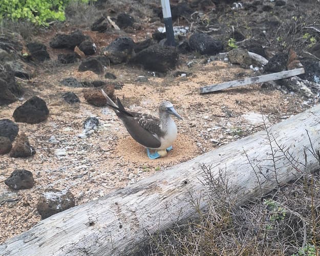 Imagen - Ecuador insuperable 