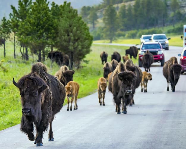 Beeld -  Rockies & Zuidwest-Amerika Highlights