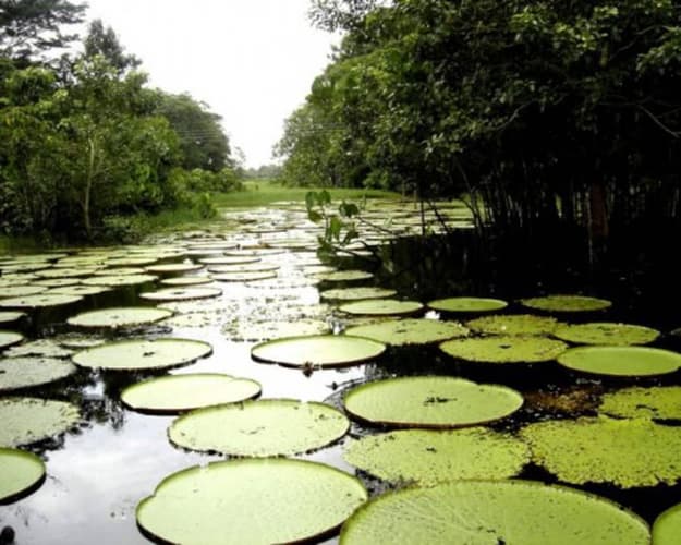 Imagen - Amazonas Tradicional