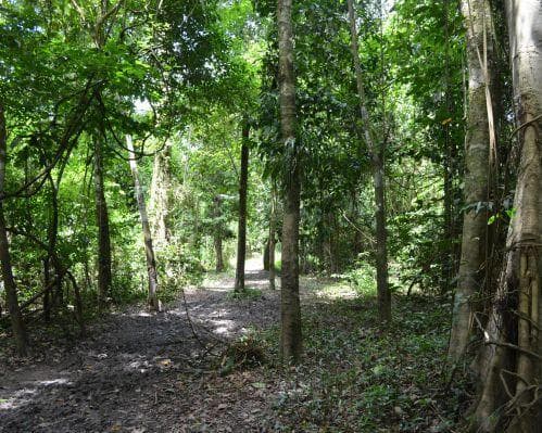 Imagen - Plan Arapaima