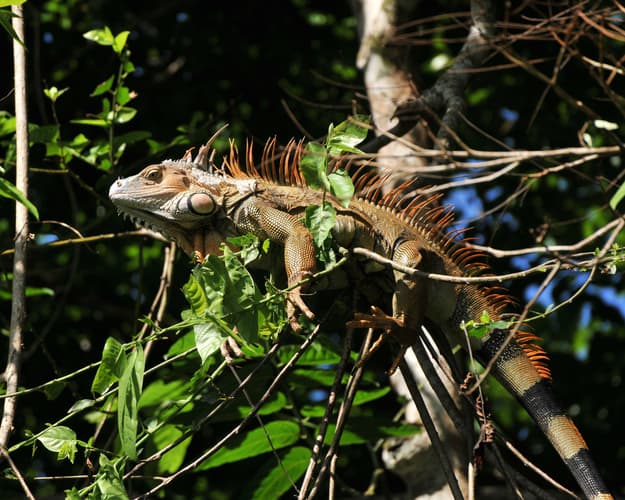 Bild - Naturwunder & Karibikträume: Tortuguero, La Fortuna & Baden