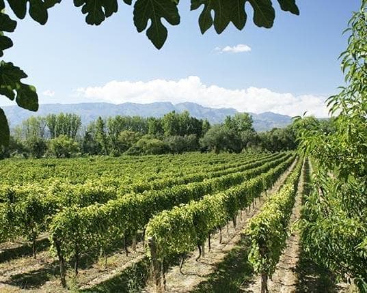 Imagen - Tarija l Ruta del Vino y Singani + Campiña Chapaca