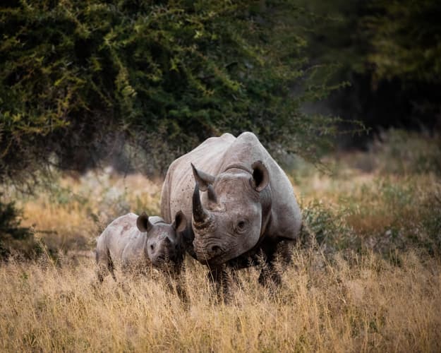 Bild - Johannesburg, Safari "Entdeckung der Wildnis", Durban