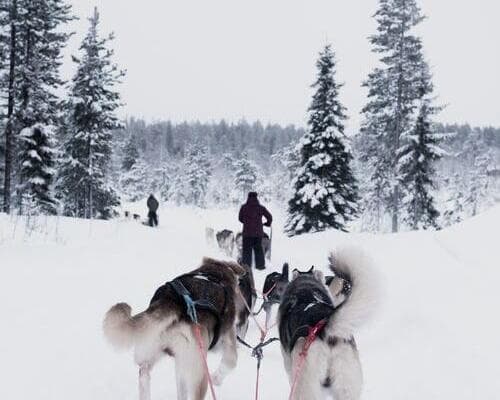 Immagine - Wintery Finland & Lapland