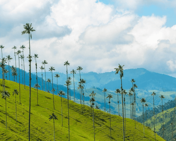 Imagem - Café da Colômbia ancestral, história e o Caribe