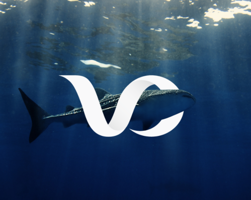 Image - Whale Shark Encounter