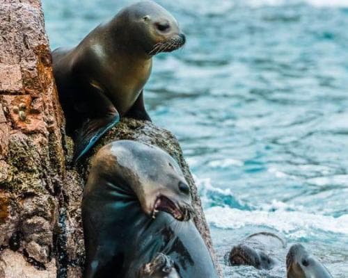 Imagen - Tour Islas Ballestas