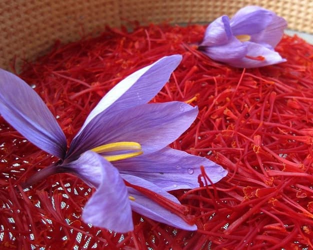 Image - CNA - SAFFRON WEEKEND EXPERIENCE