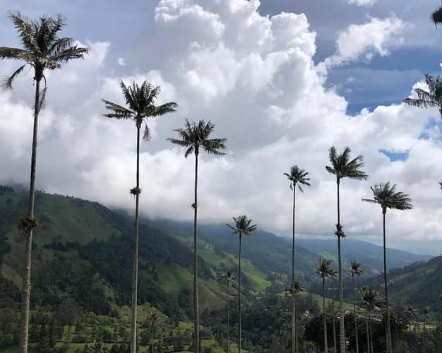 Imagem - Tour Valle del Cocora e Salento - Privado
