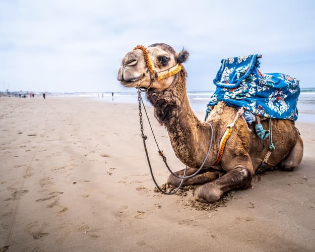 Imagen - ¡Ganga! Viaje a Marruecos, Agadir