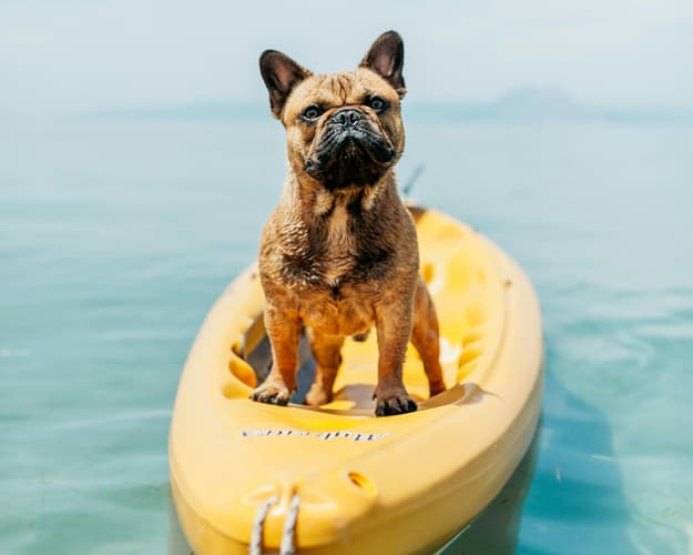 Imagen - ESCAPADA PET-FRIENDLY EN LA COSTA AMALFITANA