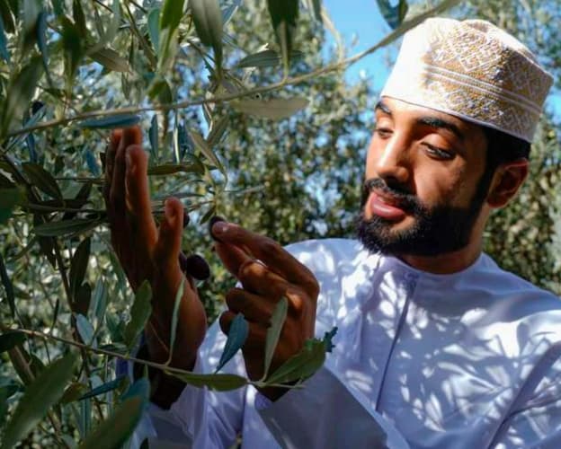 Image - Al Jabal Al Akhdar Olive Harvest Festival