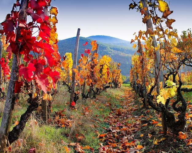Imagen - Bike Tour! The Canavese region through its vineyards