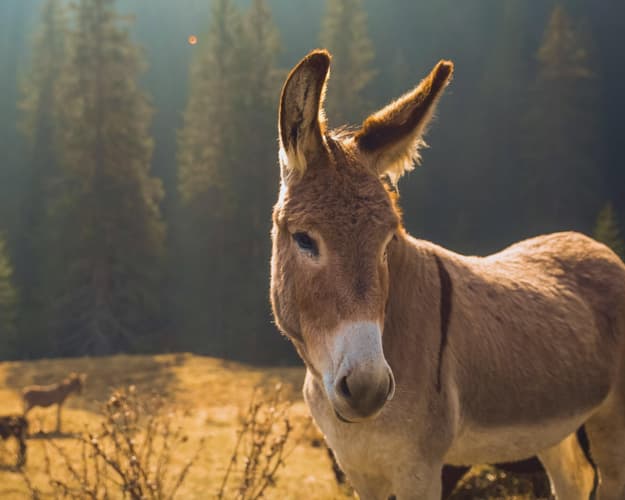 Imagen - Trekking en Capo Vaticano entre naturaleza y tradición.