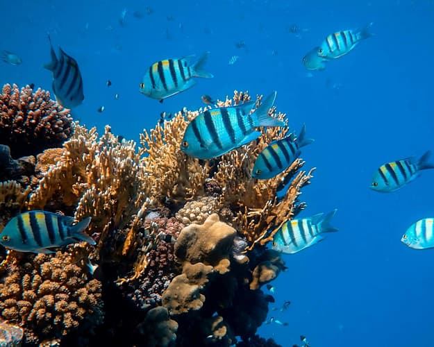 Image - Amphoras Aqua*** Sharm el-Sheikh