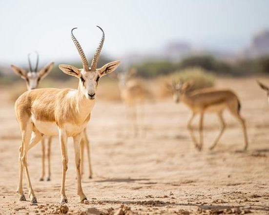 Bild - 4 Days. ALULA BB + HEGRA WILDLIFE & NATURE TOUR Tckts