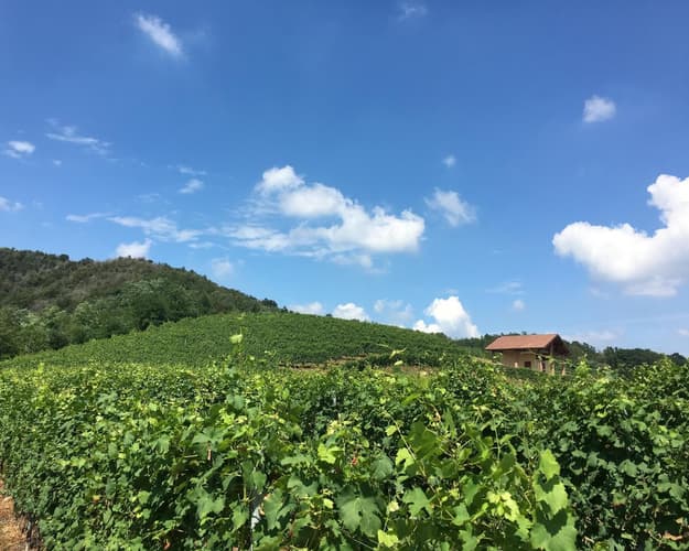 Imagen - LE VIGNE DEL BOCA: Escursione Enogastronomica nel Novarese