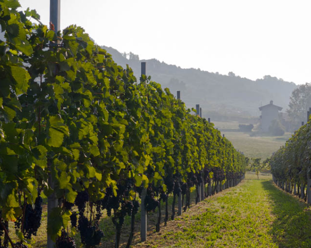 Imagen - ESCURSIONI alla scoperta della SERRA MORENICA e  degustazione alla CANTINA DELLA SERRA (Piverone)
