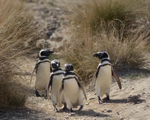 Imagen - Avistaje de Ballenas con Pingüinera (Todo Incluido)