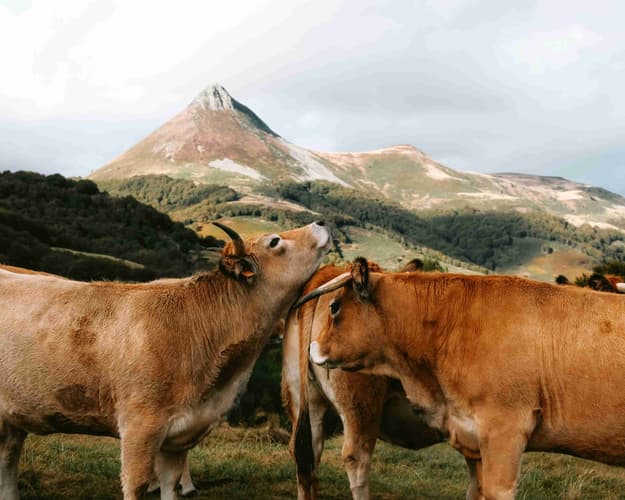 Imagen - ESCAPADA PET-FRIENDLY EN LOS PIRINEOS: VIELHA Y ESPOT