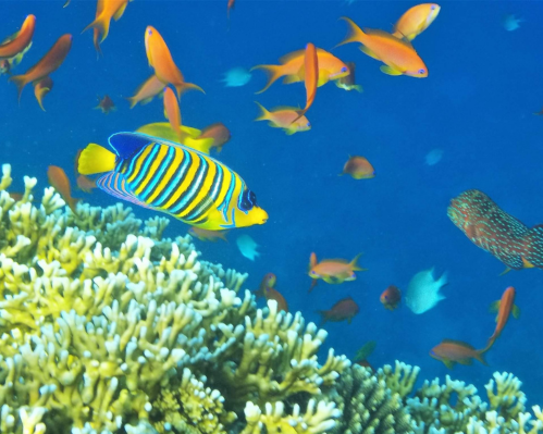 Immagine - Hurghada, pacchetto 7 notti 