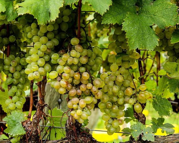 Image - Cata de txakoli en un molino centenario (20 de diciembre)