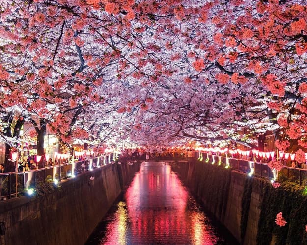 Image -  Hanami & Zen, da Tokyo a Koyosan in treno