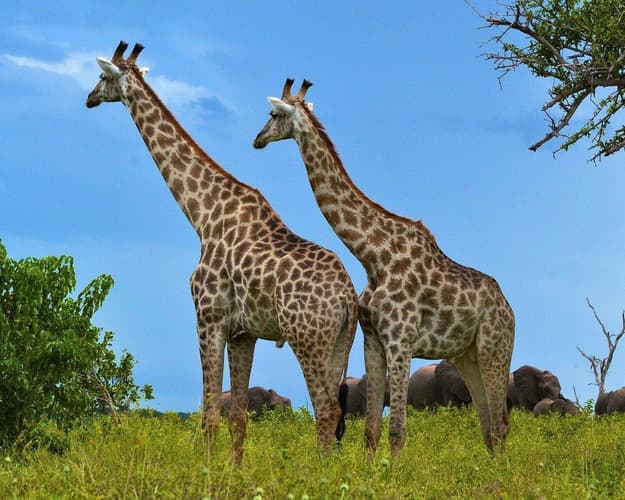 Image - Südafrika, Botswana & Victoria Wasserfälle 