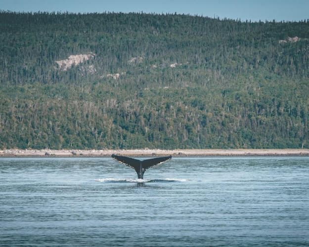 Imagen - CANADÁ Y BALLENAS
