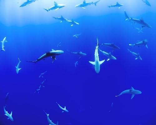 Bilde - Mit Weißen Haien tauchen in Kapstadt & Mauritius