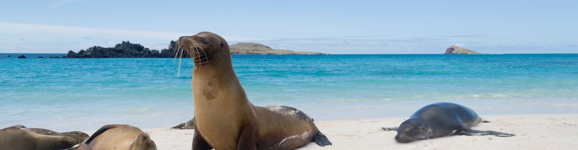 Imatge - Classic Galapagos: Southern Islands (Grand Queen Beatriz)