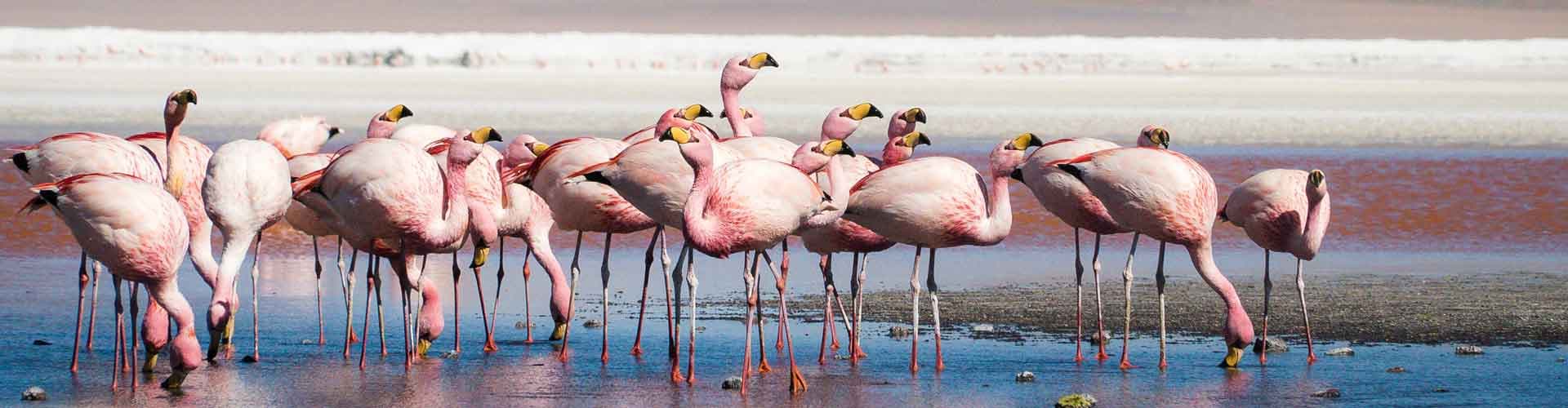 Image - Explore Bolivia to Brazil