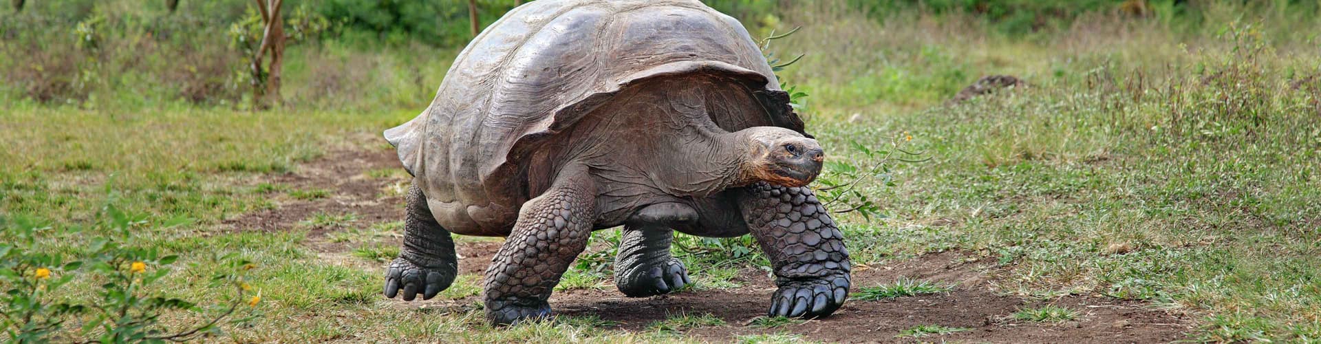 Image - Galapagos Experience