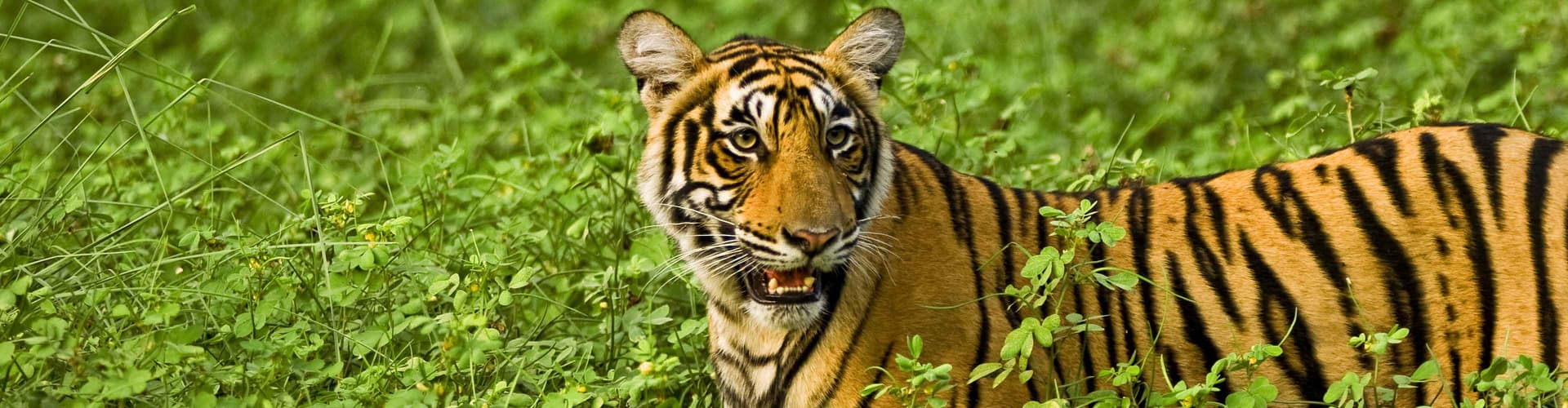 Image - Premium India in Depth