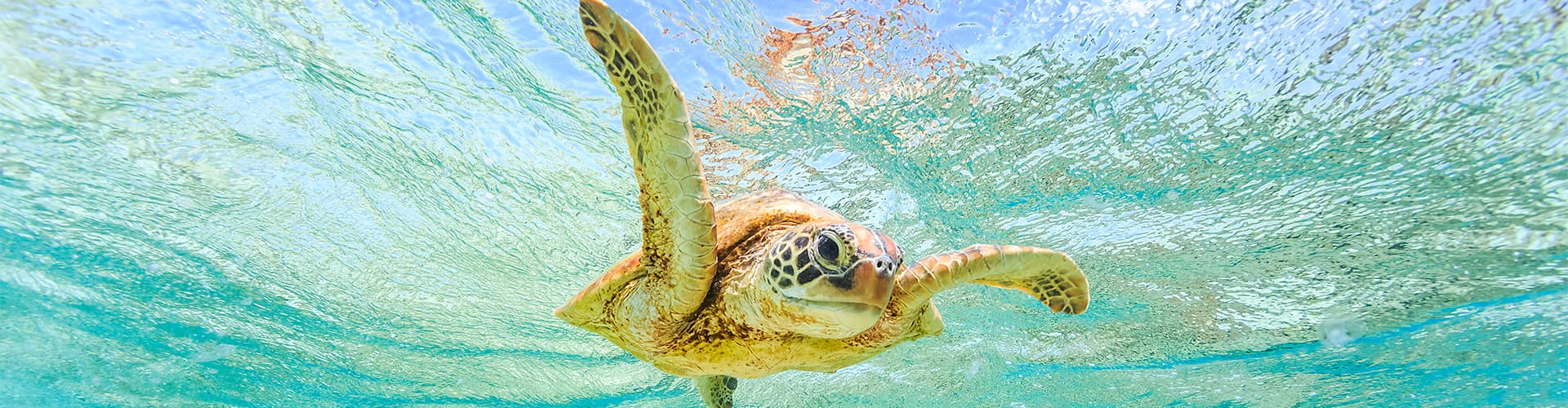 Bilde - Comoros: Wildlife Expedition