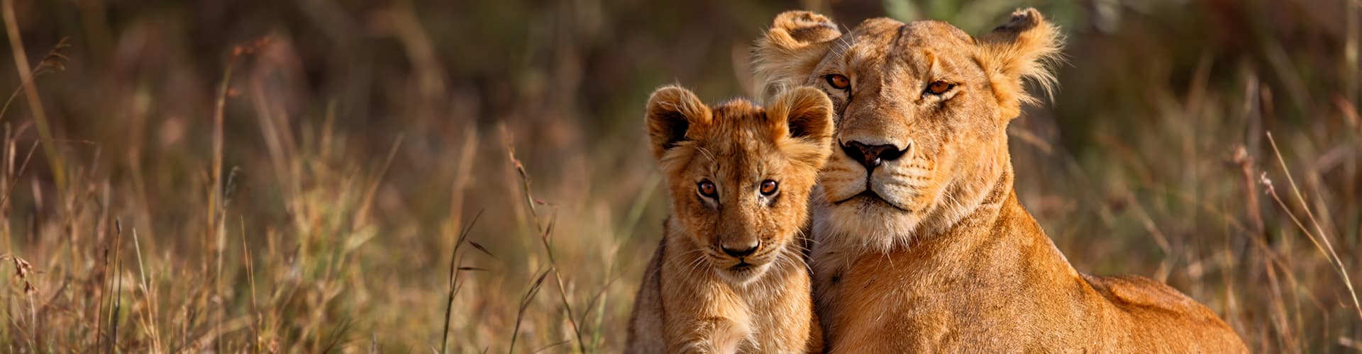 Billede - Kruger & Cape Town Short Break by Plane