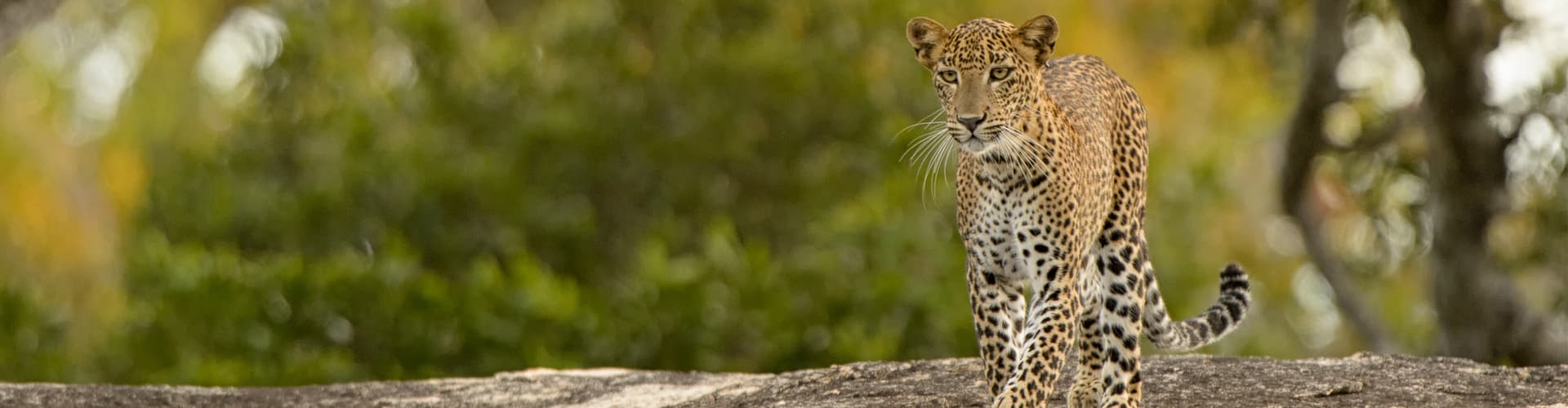 Bild - Sri Lanka Safari