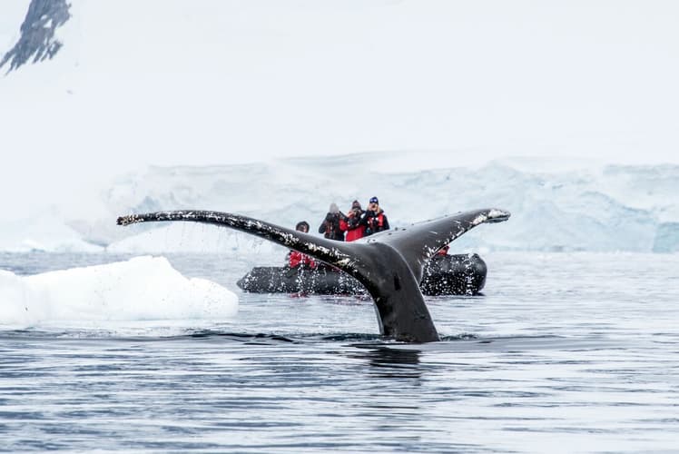 Image - Best of Antarctica: Whale Journey