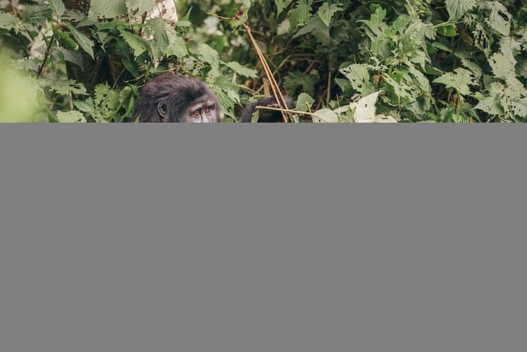 Billede - Essential Uganda and Gorilla Trek