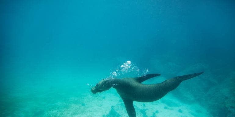 Imagem - Galápagos Land & Sea — Central & South Islands aboard the Yolita