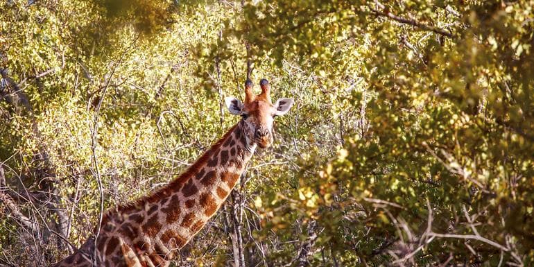 Bilde - South Africa & Zimbabwe Discovery: Kruger to Victoria Falls