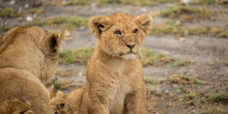 Imagen - Tanzania Family Journey: A Serengeti Safari