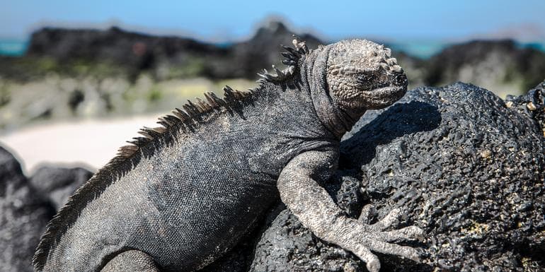 Imagem - Galápagos — North & Central Islands aboard the Eden