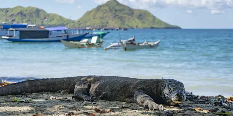 Image - Bali to Flores: Trails, Tribal Villages & Dragon Lagoons