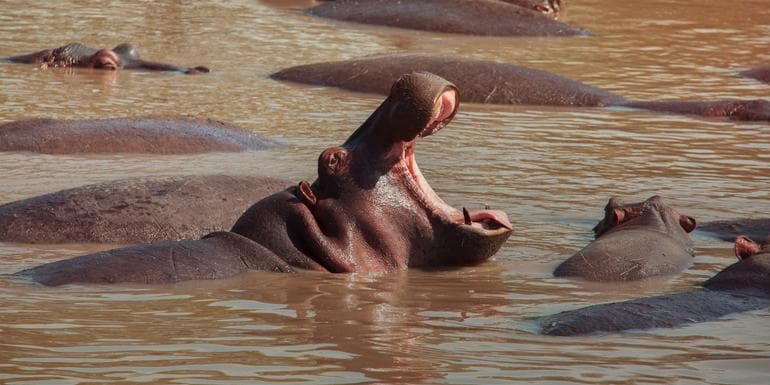 Image - Kenya: Cultural Connections, Mt Kenya & Maasai Mara