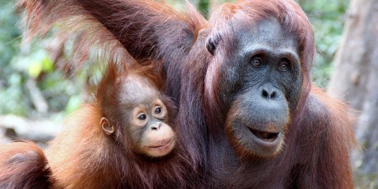Image - Indonesia: Borneo Orangutans of Tanjung Puting National Park