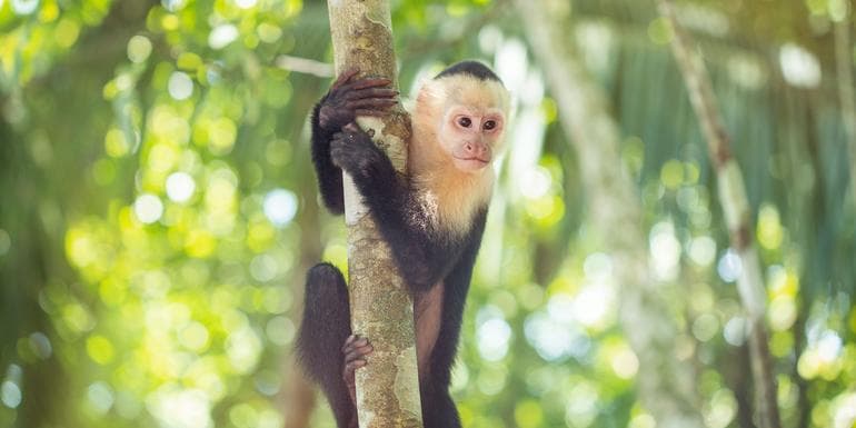 Image - Costa Rica Family Experience