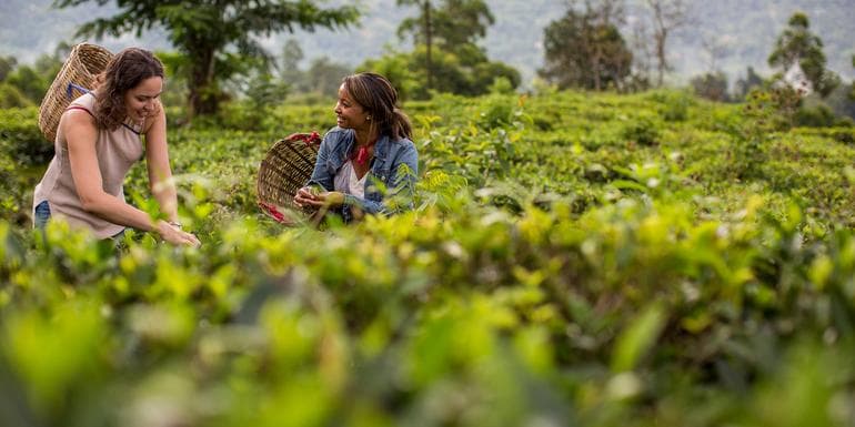 Image - India to Sri Lanka: The Pink City & Spice Gardens